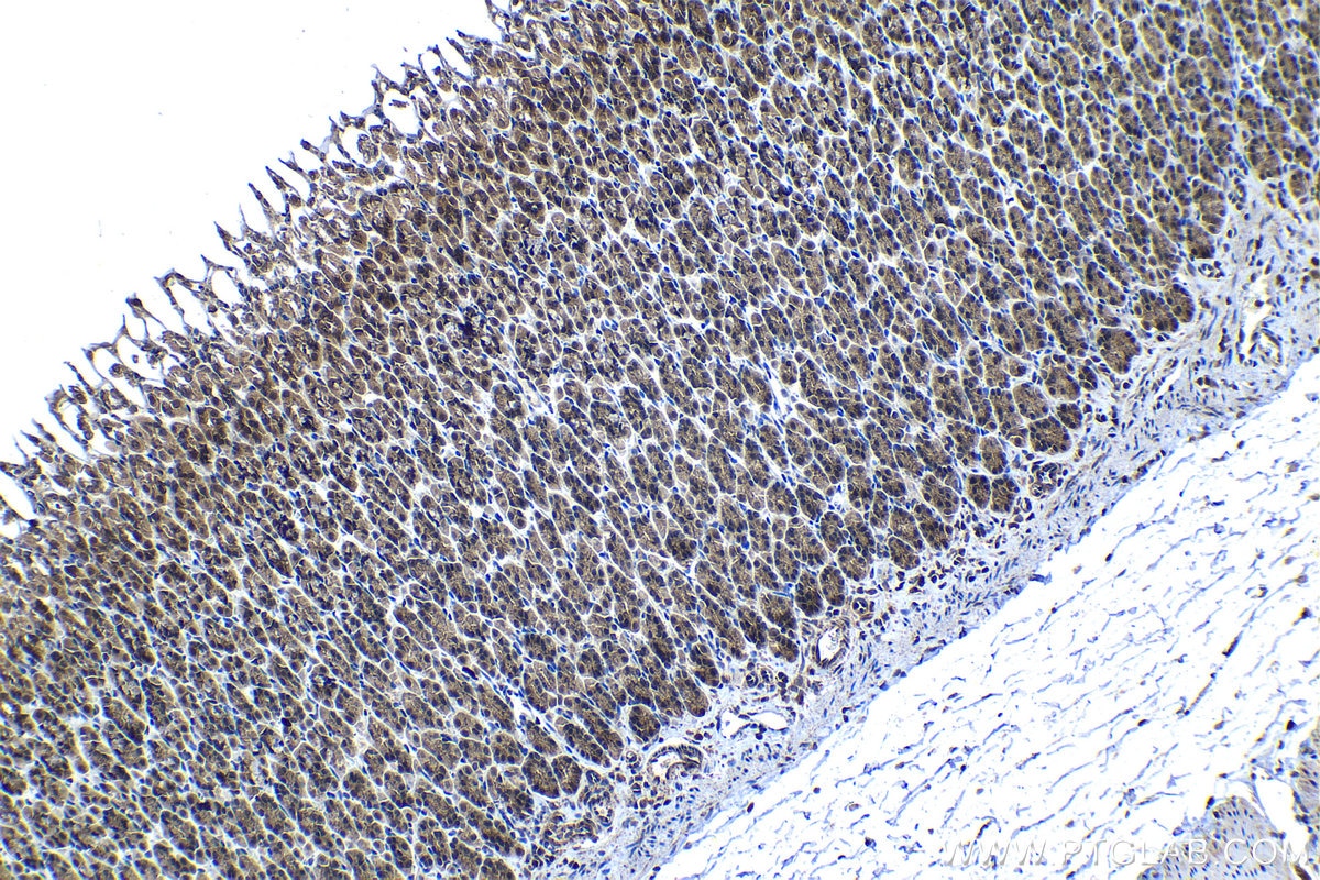 Immunohistochemical analysis of paraffin-embedded rat stomach tissue slide using KHC1316 (PTPN2 IHC Kit).