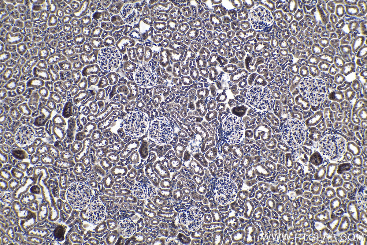 Immunohistochemical analysis of paraffin-embedded rat kidney tissue slide using KHC1073 (PTPRA IHC Kit).