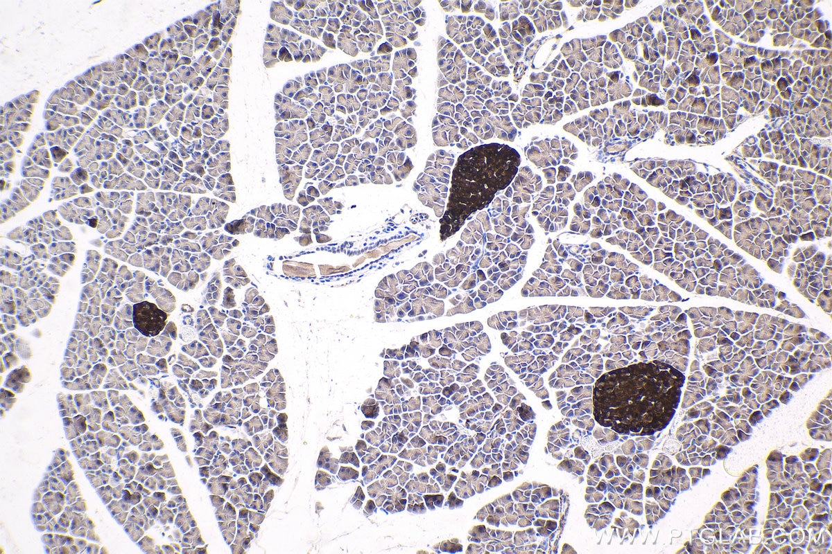 Immunohistochemical analysis of paraffin-embedded mouse pancreas tissue slide using KHC1765 (PTPRN IHC Kit).