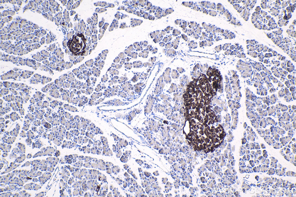 Immunohistochemical analysis of paraffin-embedded rat pancreas tissue slide using KHC1765 (PTPRN IHC Kit).