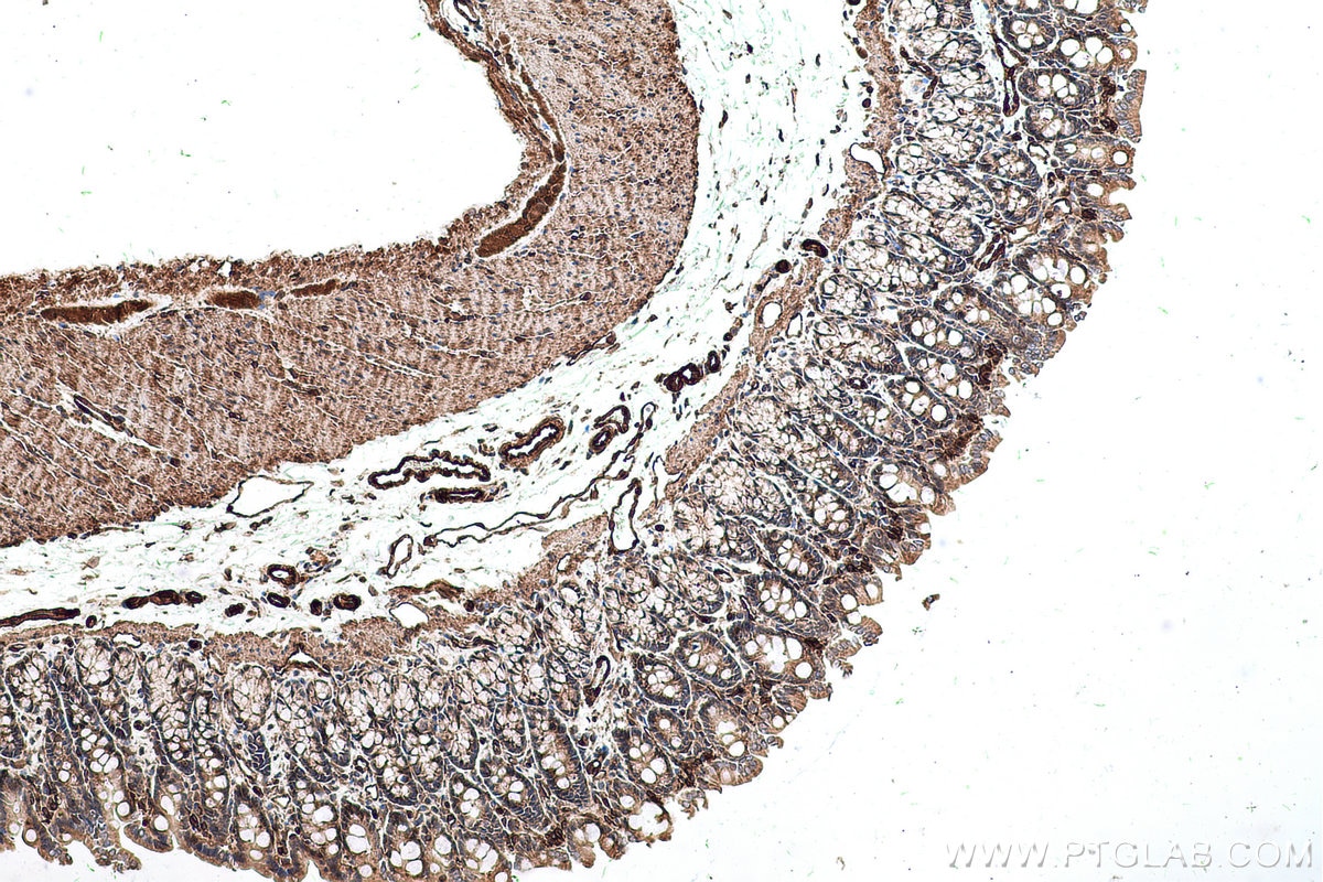 Immunohistochemical analysis of paraffin-embedded rat colon tissue slide using KHC0677 (PTRF IHC Kit).