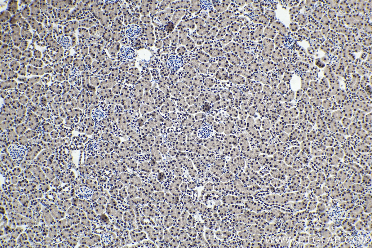 Immunohistochemical analysis of paraffin-embedded mouse kidney tissue slide using KHC1985 (PUF60 IHC Kit).