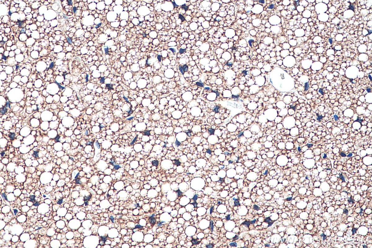 Immunohistochemical analysis of paraffin-embedded mouse brown adipose tissue slide using KHC0230 (Perilipin 5 IHC Kit).