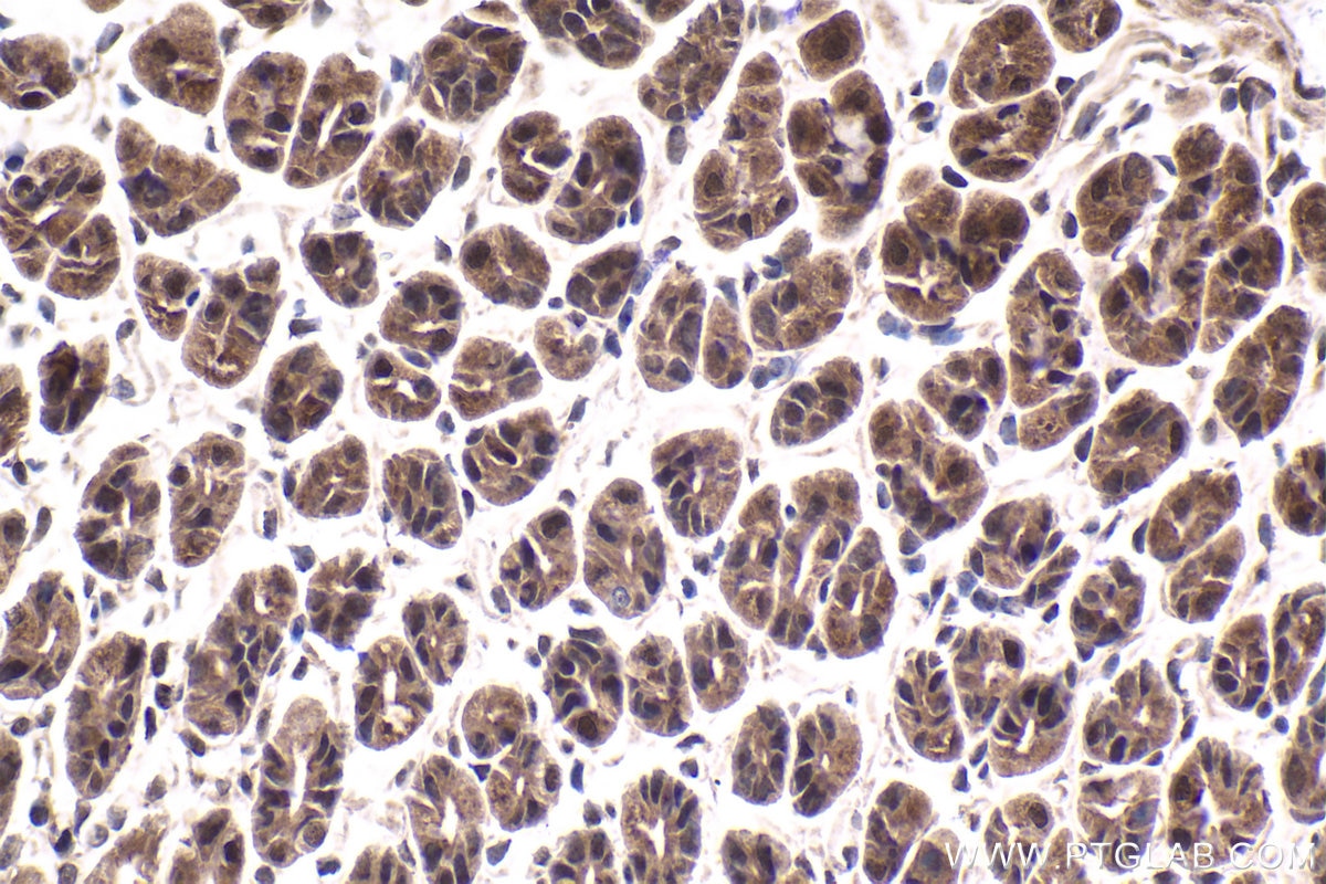 Immunohistochemical analysis of paraffin-embedded mouse stomach tissue slide using KHC1767 (QRICH1 IHC Kit).