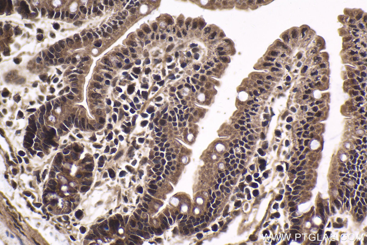 Immunohistochemical analysis of paraffin-embedded mouse small intestine tissue slide using KHC1767 (QRICH1 IHC Kit).
