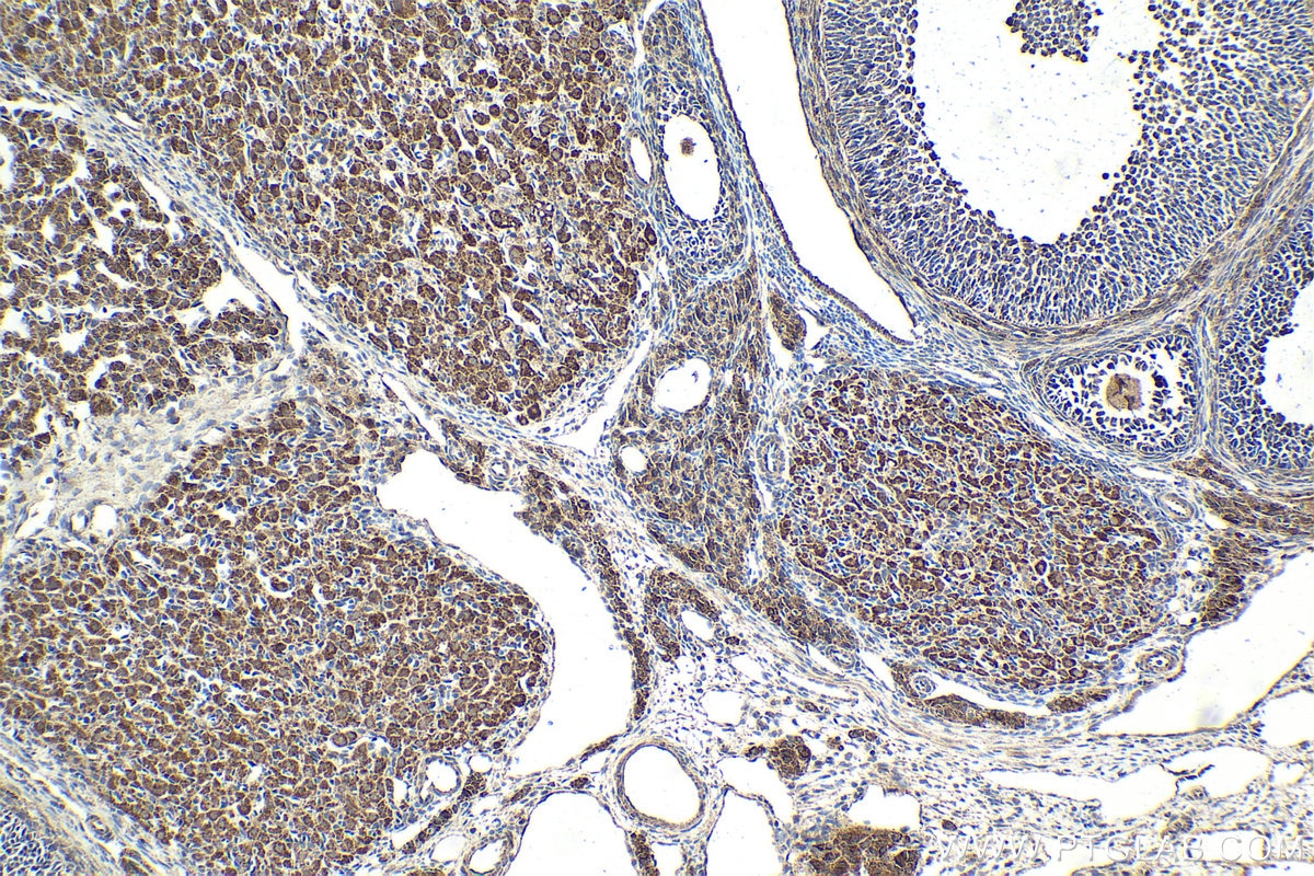 Immunohistochemical analysis of paraffin-embedded rat ovary tissue slide using KHC2043 (QSOX1 IHC Kit).
