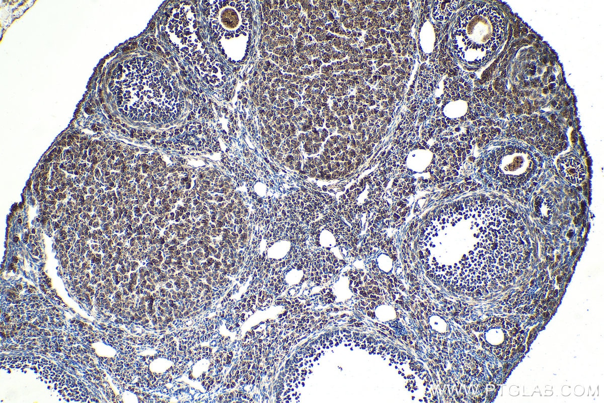 Immunohistochemical analysis of paraffin-embedded mouse ovary tissue slide using KHC2043 (QSOX1 IHC Kit).