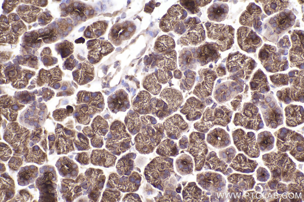 Immunohistochemical analysis of paraffin-embedded mouse salivary gland tissue slide using KHC2501 (RAB11B IHC Kit).