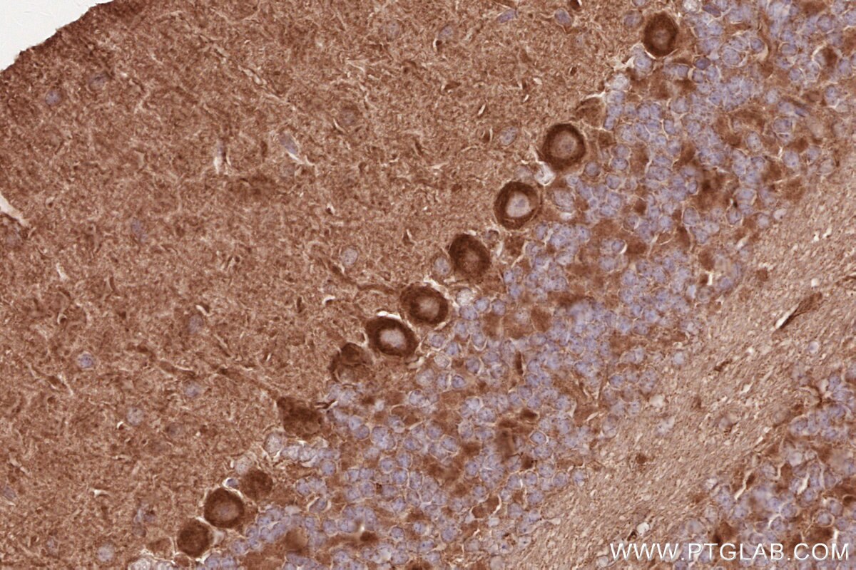 Immunohistochemical analysis of paraffin-embedded mouse cerebellum tissue slide using KHC2599 (RAB11FIP1 IHC Kit).