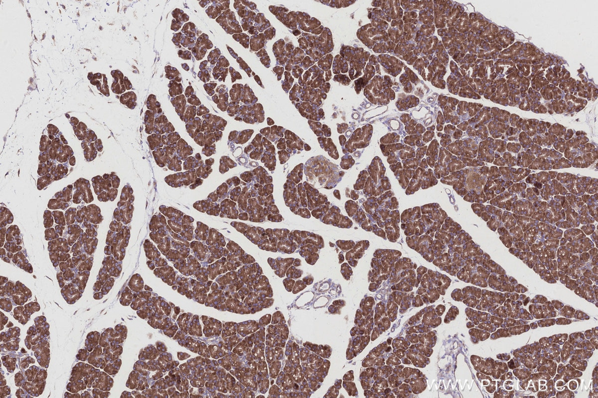 Immunohistochemical analysis of paraffin-embedded rat pancreas tissue slide using KHC2935 (RAB18 IHC Kit).