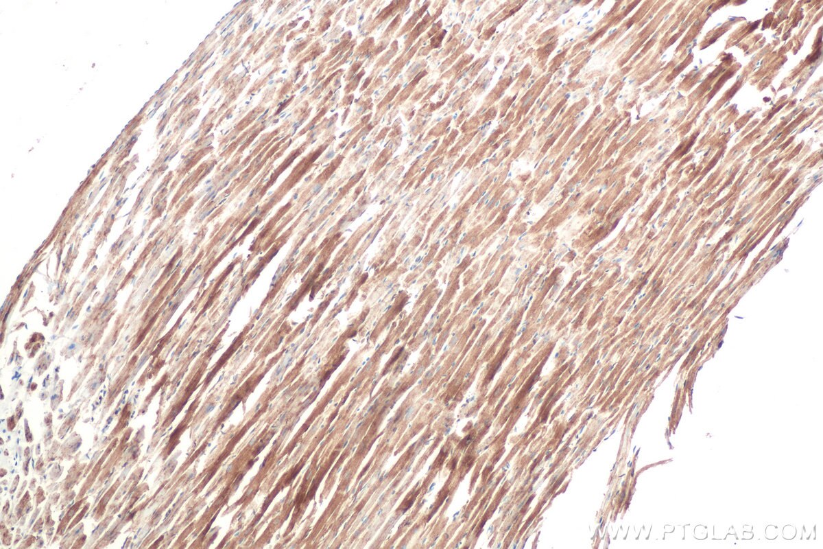 Immunohistochemical analysis of paraffin-embedded rat heart tissue slide using KHC0838 (RAB1B IHC Kit).