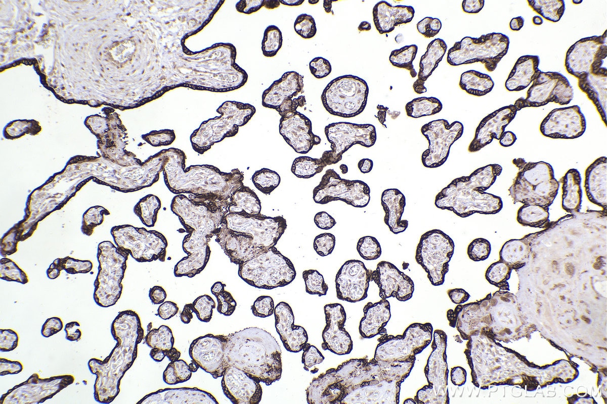 Immunohistochemical analysis of paraffin-embedded human placenta tissue slide using KHC2202 (RAB3B/C IHC Kit).