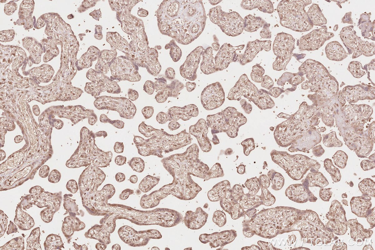 Immunohistochemical analysis of paraffin-embedded human placenta tissue slide using KHC2640 (RAB43 IHC Kit).