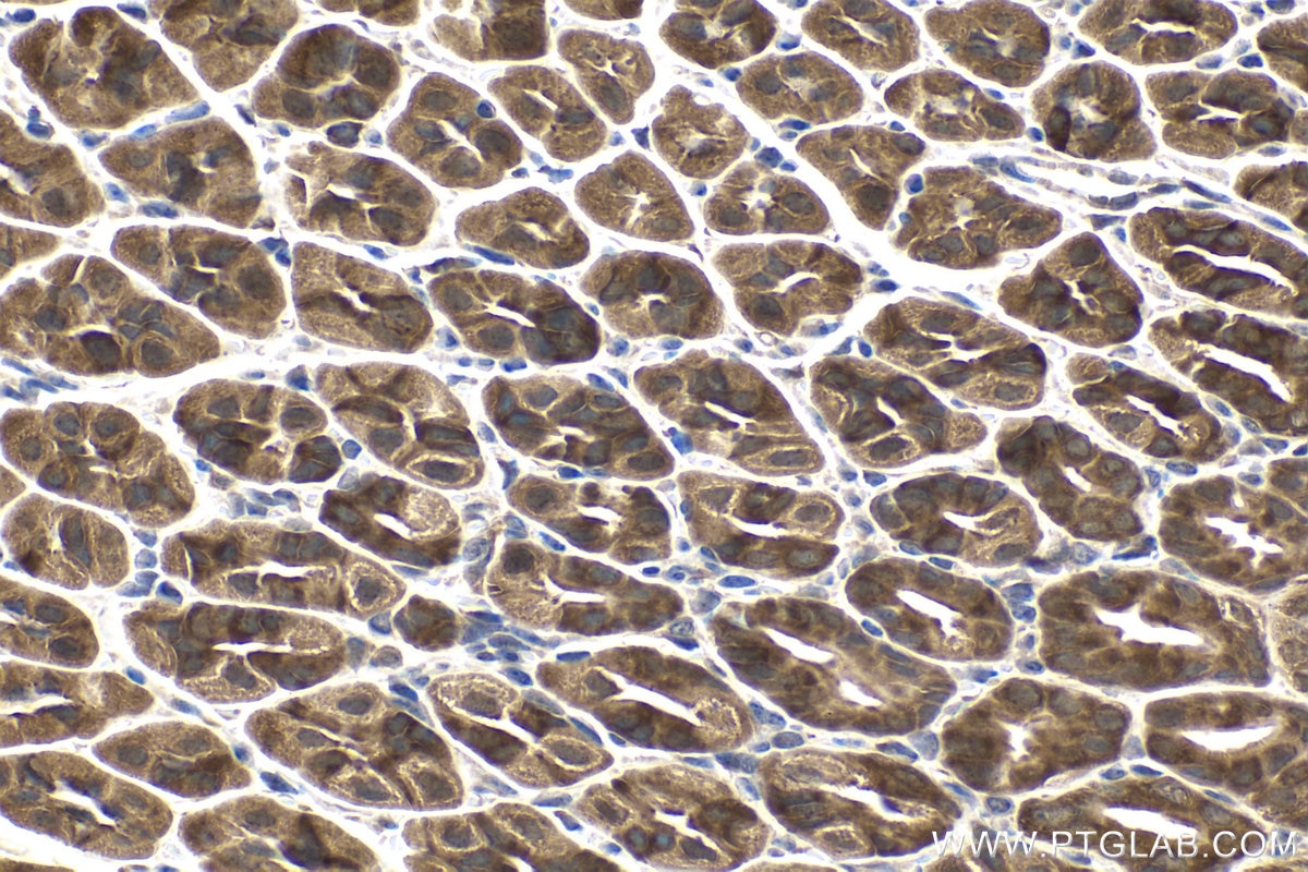 Immunohistochemical analysis of paraffin-embedded mouse stomach tissue slide using KHC1506 (RAF1 IHC Kit).