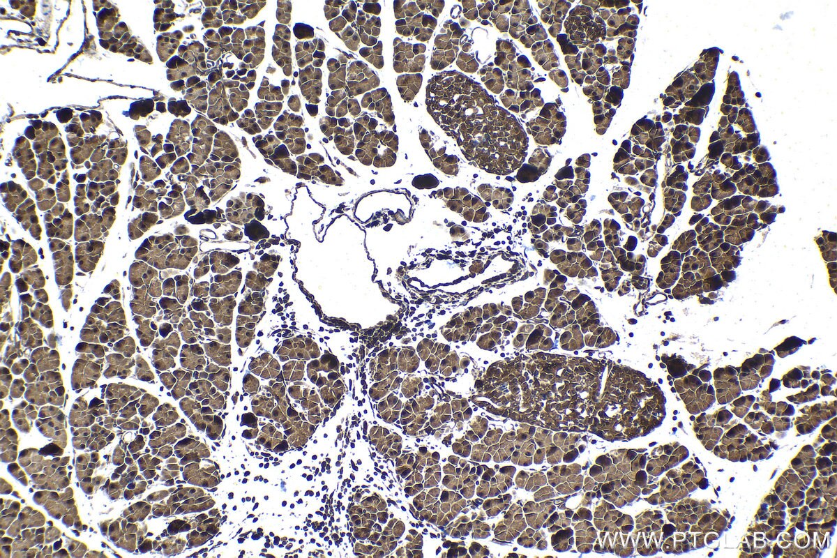 Immunohistochemical analysis of paraffin-embedded mouse pancreas tissue slide using KHC1506 (RAF1 IHC Kit).