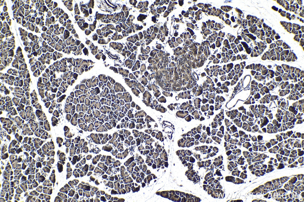 Immunohistochemical analysis of paraffin-embedded rat pancreas tissue slide using KHC1506 (RAF1 IHC Kit).