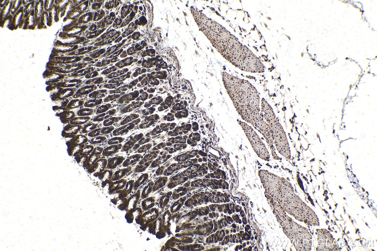 Immunohistochemical analysis of paraffin-embedded rat stomach tissue slide using KHC1506 (RAF1 IHC Kit).