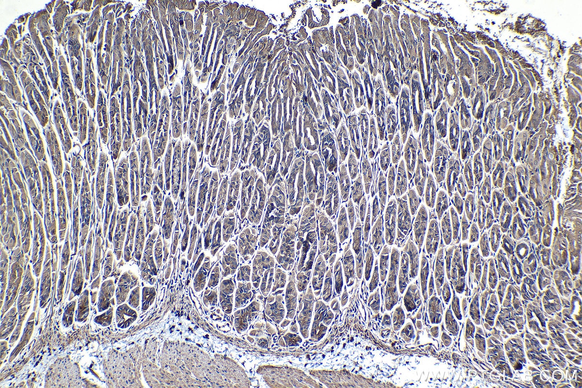 Immunohistochemical analysis of paraffin-embedded mouse stomach tissue slide using KHC1320 (RALBP1 IHC Kit).