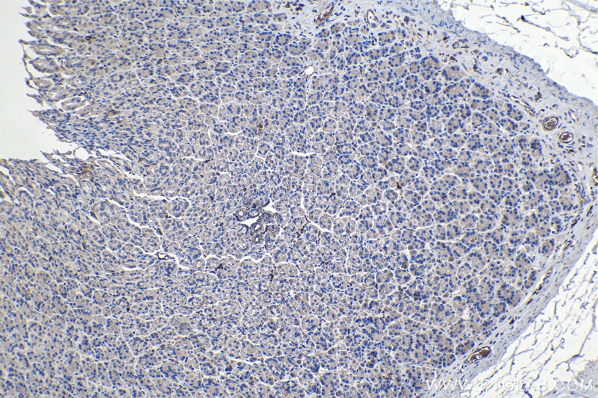 Immunohistochemical analysis of paraffin-embedded rat stomach tissue slide using KHC1320 (RALBP1 IHC Kit).