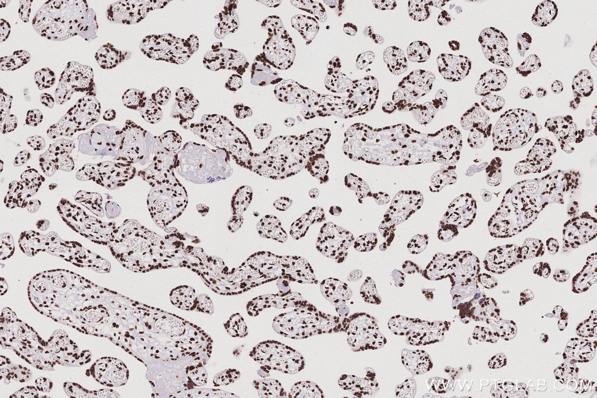 Immunohistochemical analysis of paraffin-embedded human placenta tissue slide using KHC3028 (RALY IHC Kit).
