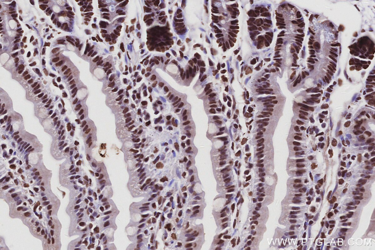 Immunohistochemical analysis of paraffin-embedded mouse small intestine tissue slide using KHC3028 (RALY IHC Kit).