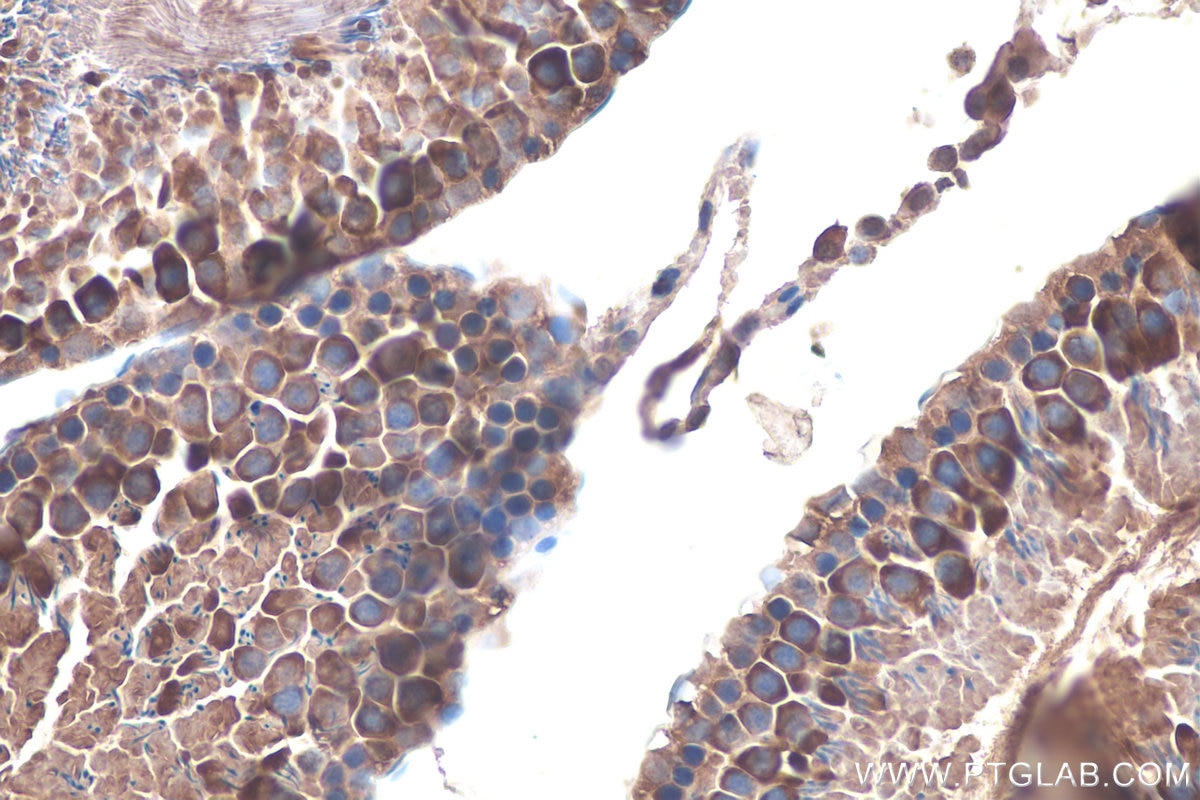 Immunohistochemical analysis of paraffin-embedded rat testis tissue slide using KHC0881 (RANBP1 IHC Kit).