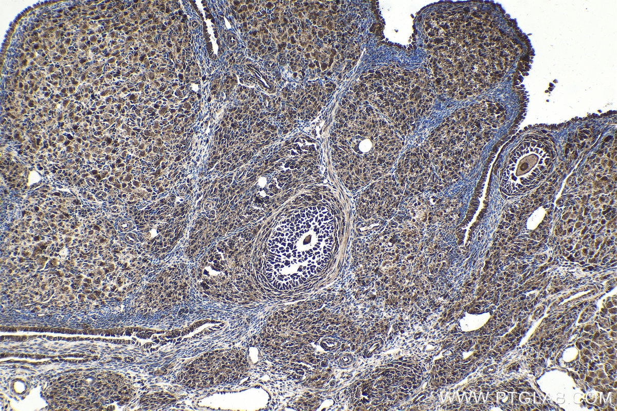 Immunohistochemical analysis of paraffin-embedded rat ovary tissue slide using KHC1793 (RANBP10 IHC Kit).