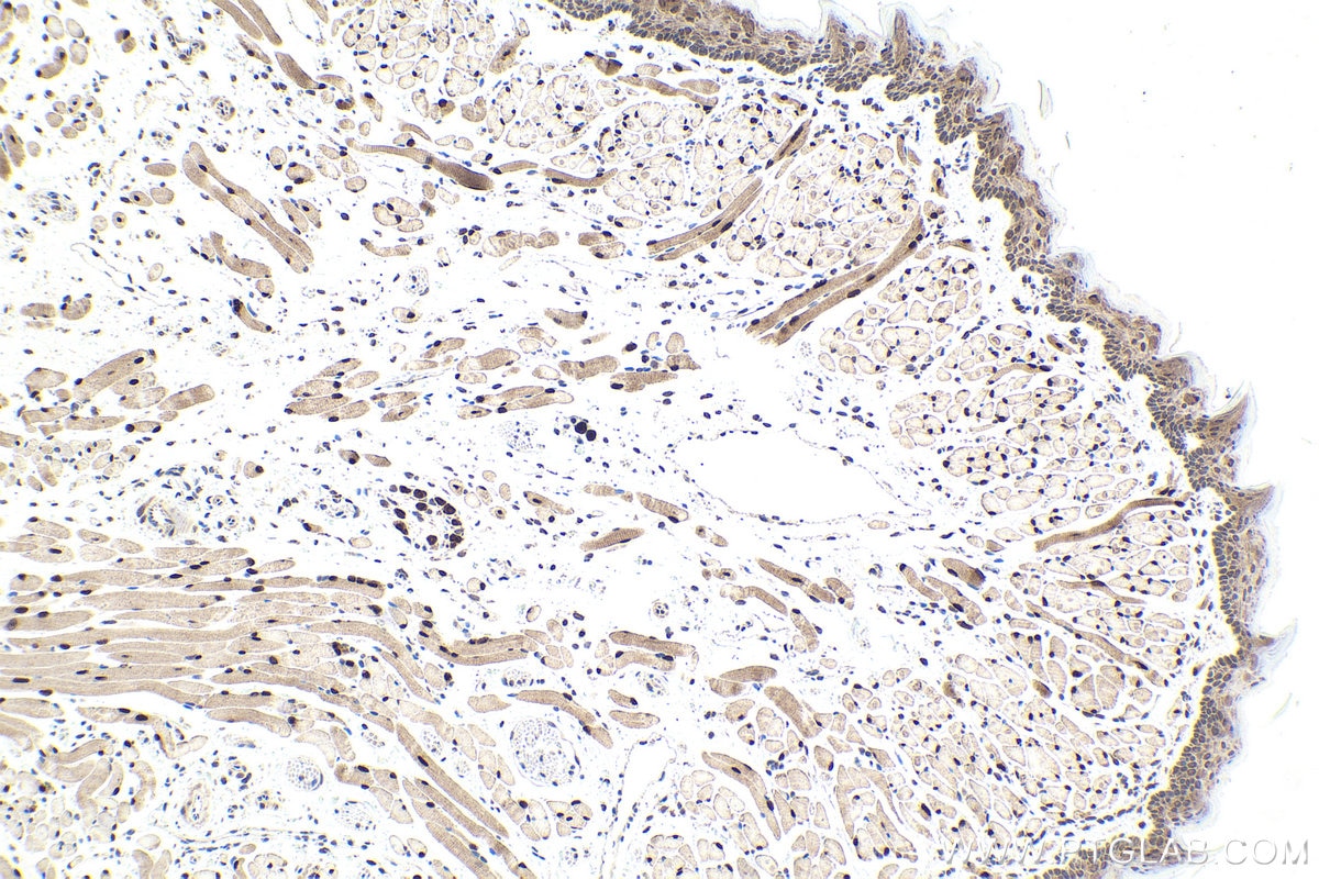 Immunohistochemical analysis of paraffin-embedded mouse tongue tissue slide using KHC1966 (RBFOX1/A2BP1 IHC Kit).