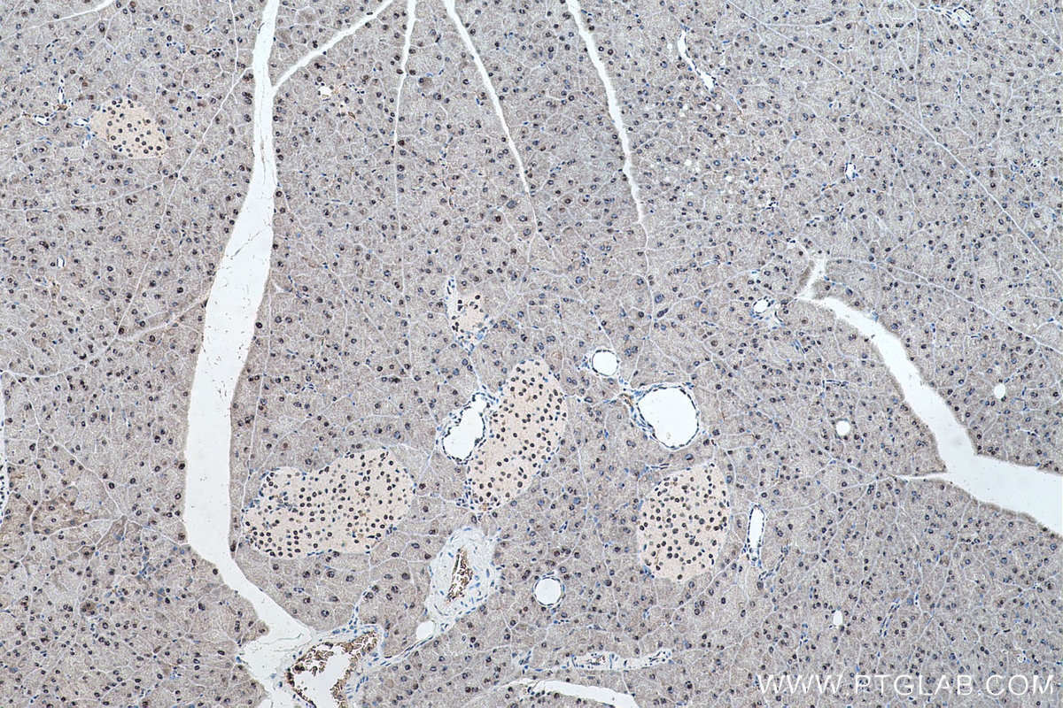 Immunohistochemical analysis of paraffin-embedded mouse pancreas tissue slide using KHC0497 (RBM39 IHC Kit).