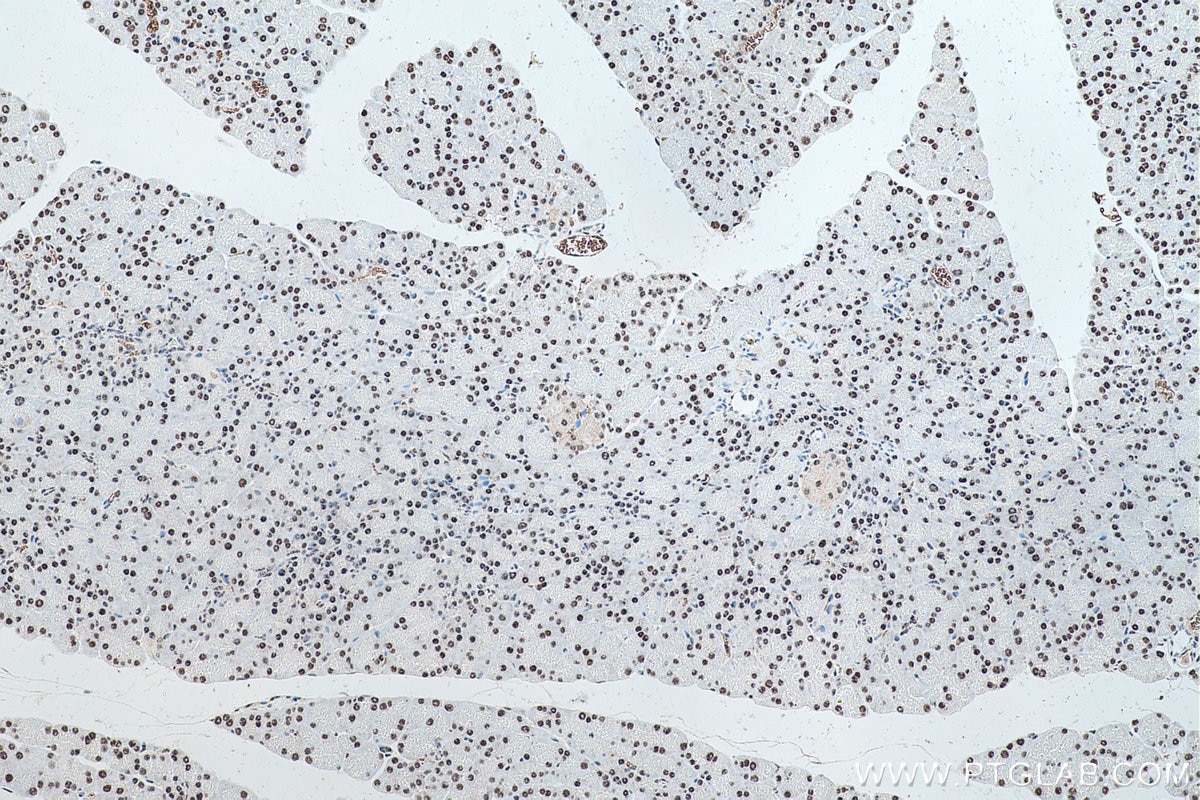 Immunohistochemical analysis of paraffin-embedded rat pancreas tissue slide using KHC0497 (RBM39 IHC Kit).