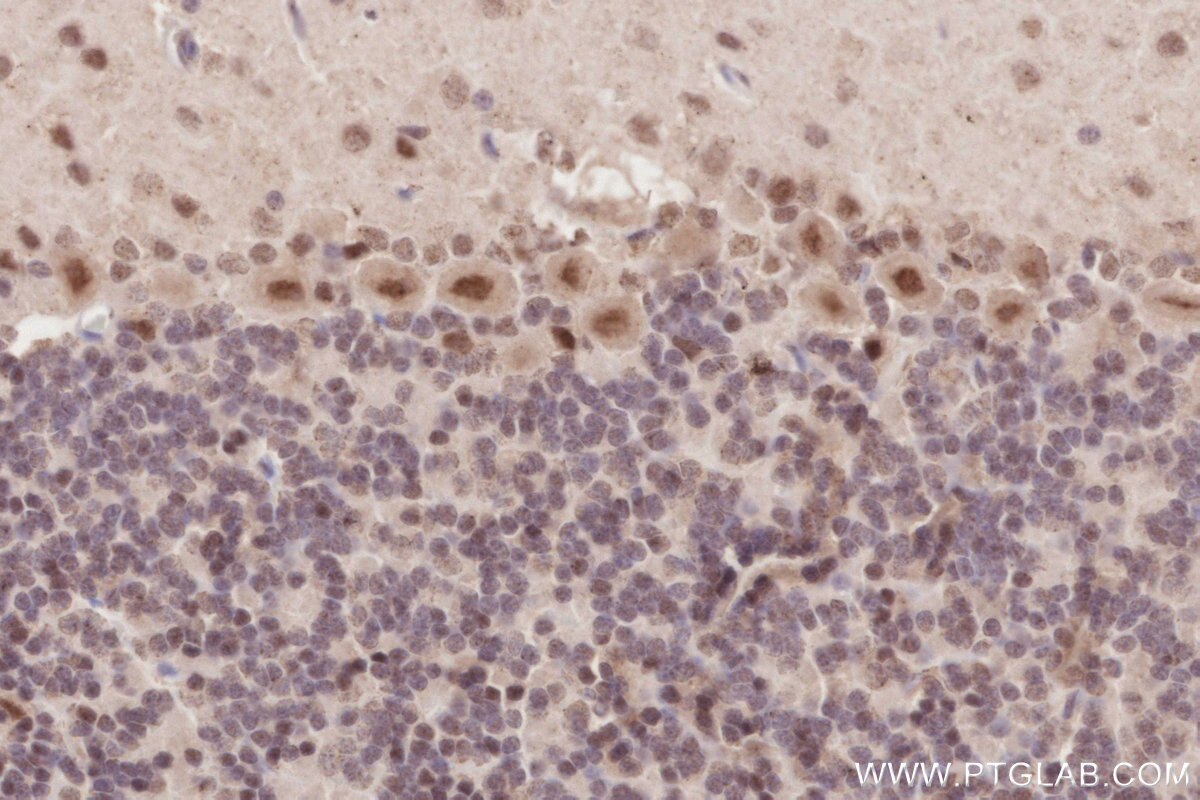 Immunohistochemical analysis of paraffin-embedded rat cerebellum tissue slide using KHC2878 (RBM4 IHC Kit).