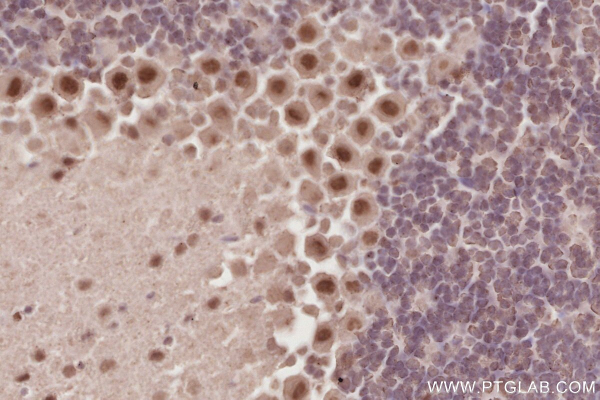 Immunohistochemical analysis of paraffin-embedded mouse cerebellum tissue slide using KHC2878 (RBM4 IHC Kit).