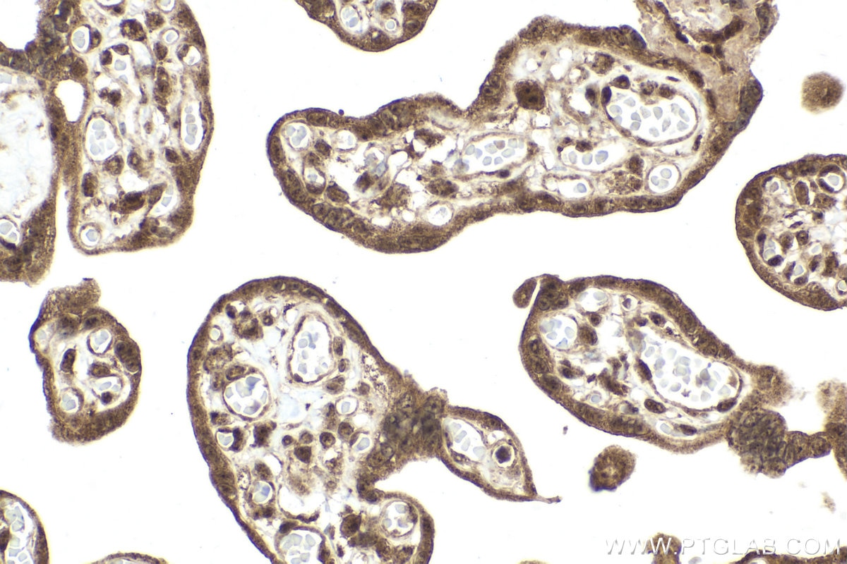 Immunohistochemical analysis of paraffin-embedded human placenta tissue slide using KHC2028 (RBM8A IHC Kit).