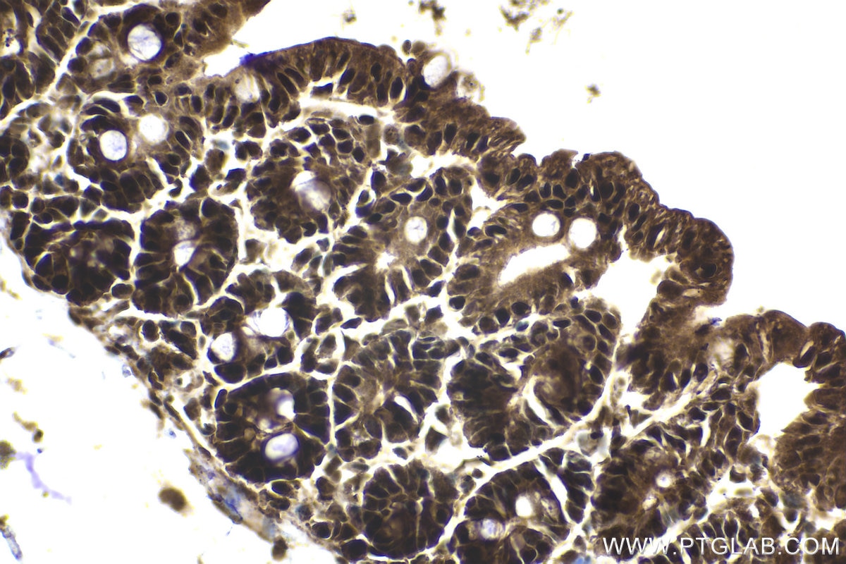 Immunohistochemical analysis of paraffin-embedded mouse intestine tissue slide using KHC2028 (RBM8A IHC Kit).