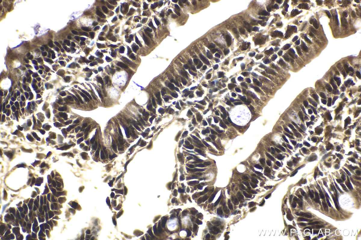 Immunohistochemical analysis of paraffin-embedded rat small intestine tissue slide using KHC2028 (RBM8A IHC Kit).