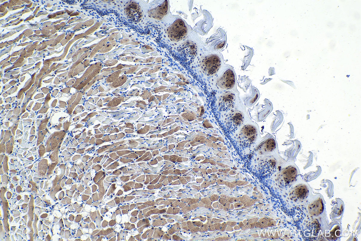 Immunohistochemical analysis of paraffin-embedded mouse tongue tissue slide using KHC1648 (RBX1 IHC Kit).