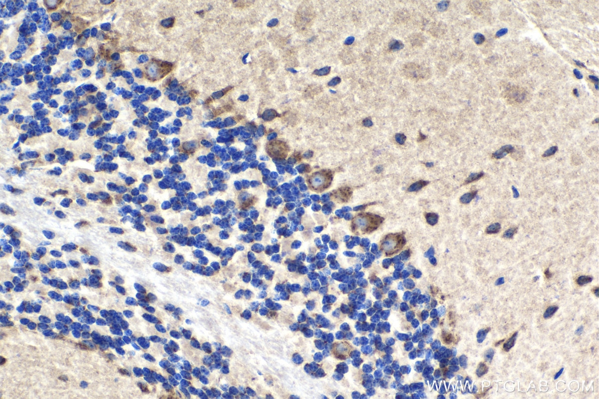 Immunohistochemical analysis of paraffin-embedded mouse cerebellum tissue slide using KHC2050 (RCAS1 IHC Kit).