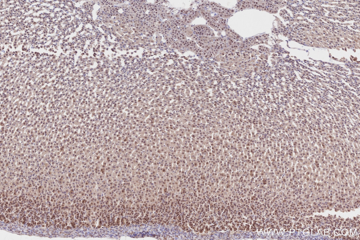 Immunohistochemical analysis of paraffin-embedded rat adrenal gland tissue slide using KHC2814 (RCHY1/Pirh2 IHC Kit).