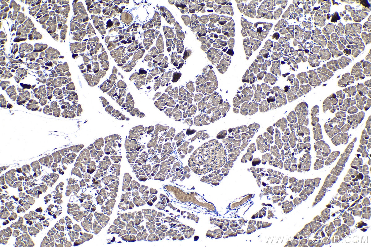 Immunohistochemical analysis of paraffin-embedded mouse pancreas tissue slide using KHC1405 (RGS6 IHC Kit).