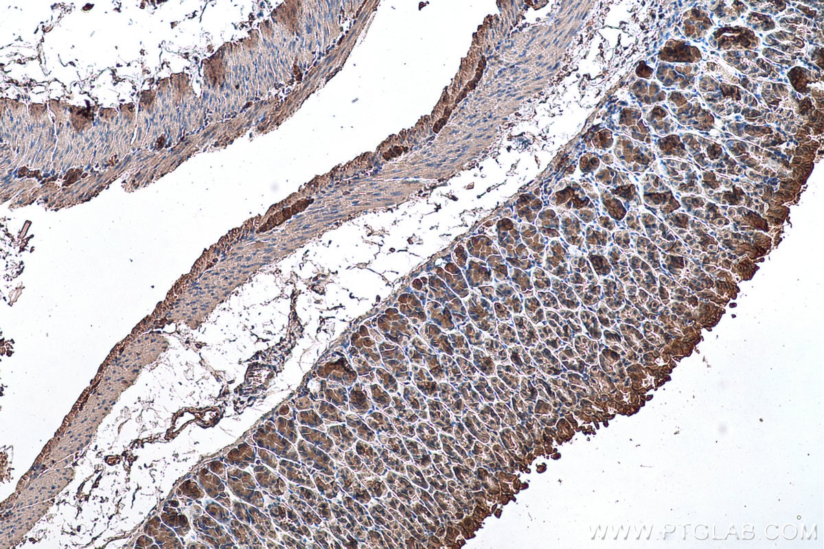 Immunohistochemical analysis of paraffin-embedded mouse stomach tissue slide using KHC0638 (RHOA IHC Kit).
