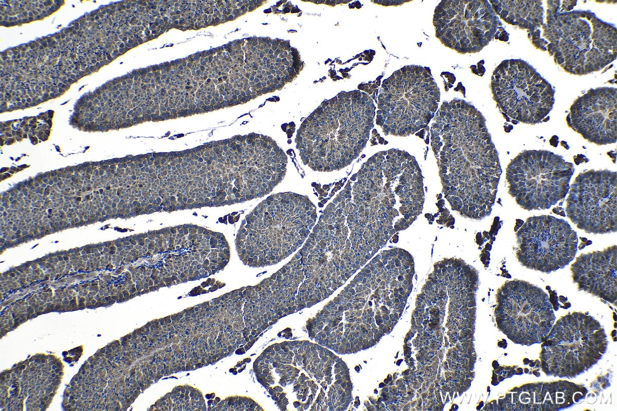 Immunohistochemical analysis of paraffin-embedded mouse testis tissue slide using KHC1256 (RIBC2 IHC Kit).