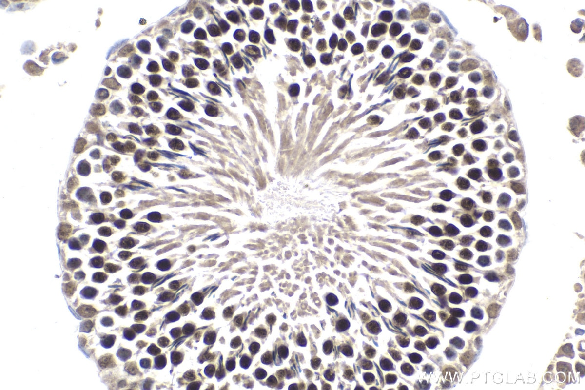 Immunohistochemical analysis of paraffin-embedded rat testis tissue slide using KHC1780 (RIF1 IHC Kit).