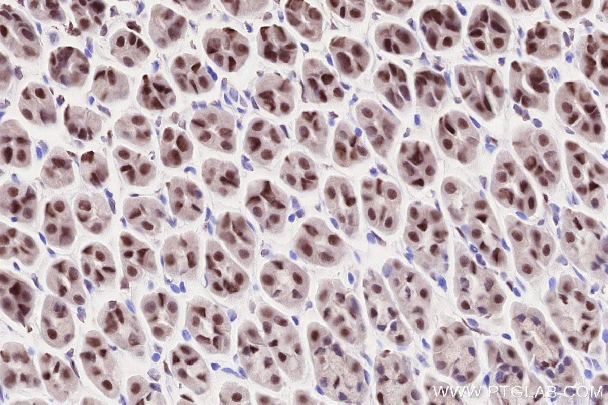 Immunohistochemical analysis of paraffin-embedded mouse stomach tissue slide using KHC2557 (RNASEH2B IHC Kit).