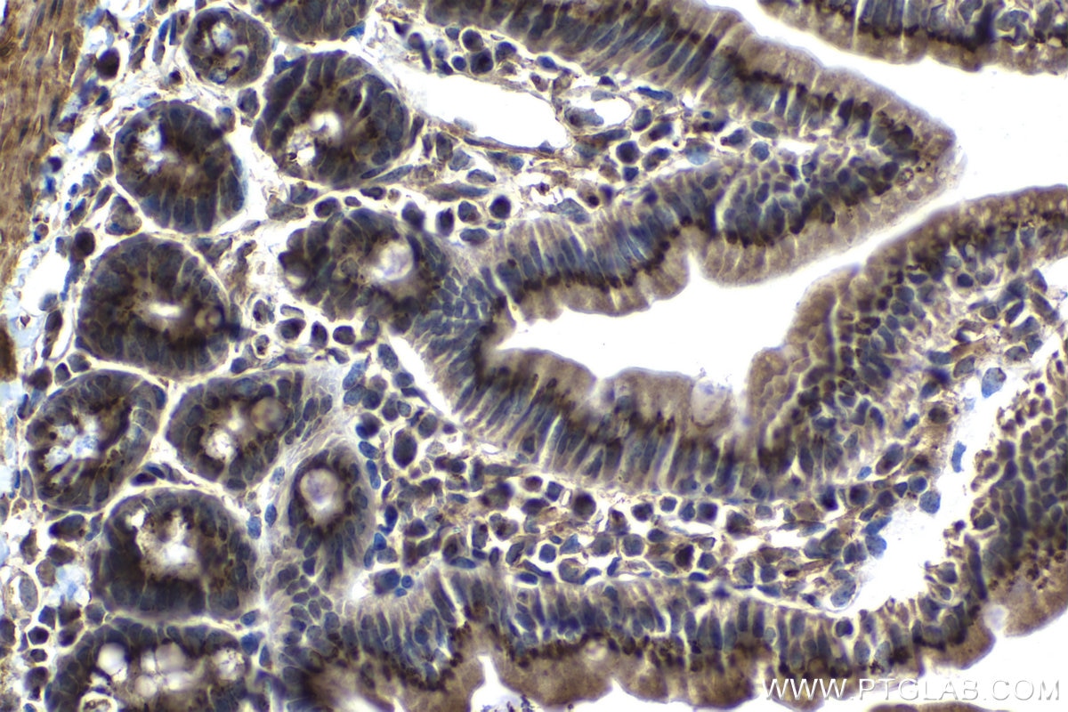 Immunohistochemical analysis of paraffin-embedded mouse small intestine tissue slide using KHC1143 (RNASET2 IHC Kit).