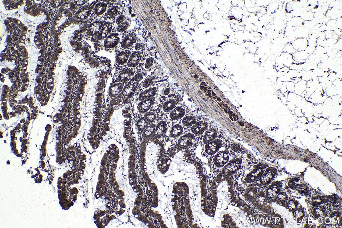Immunohistochemical analysis of paraffin-embedded rat small intestine tissue slide using KHC1143 (RNASET2 IHC Kit).