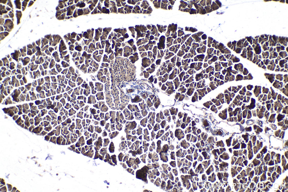 Immunohistochemical analysis of paraffin-embedded mouse pancreas tissue slide using KHC1831 (RNF10 IHC Kit).