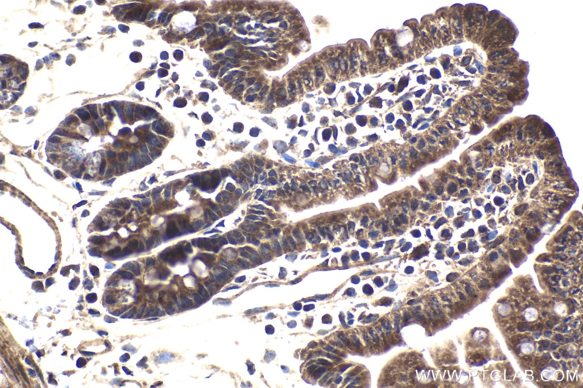 Immunohistochemical analysis of paraffin-embedded mouse small intestine tissue slide using KHC1831 (RNF10 IHC Kit).