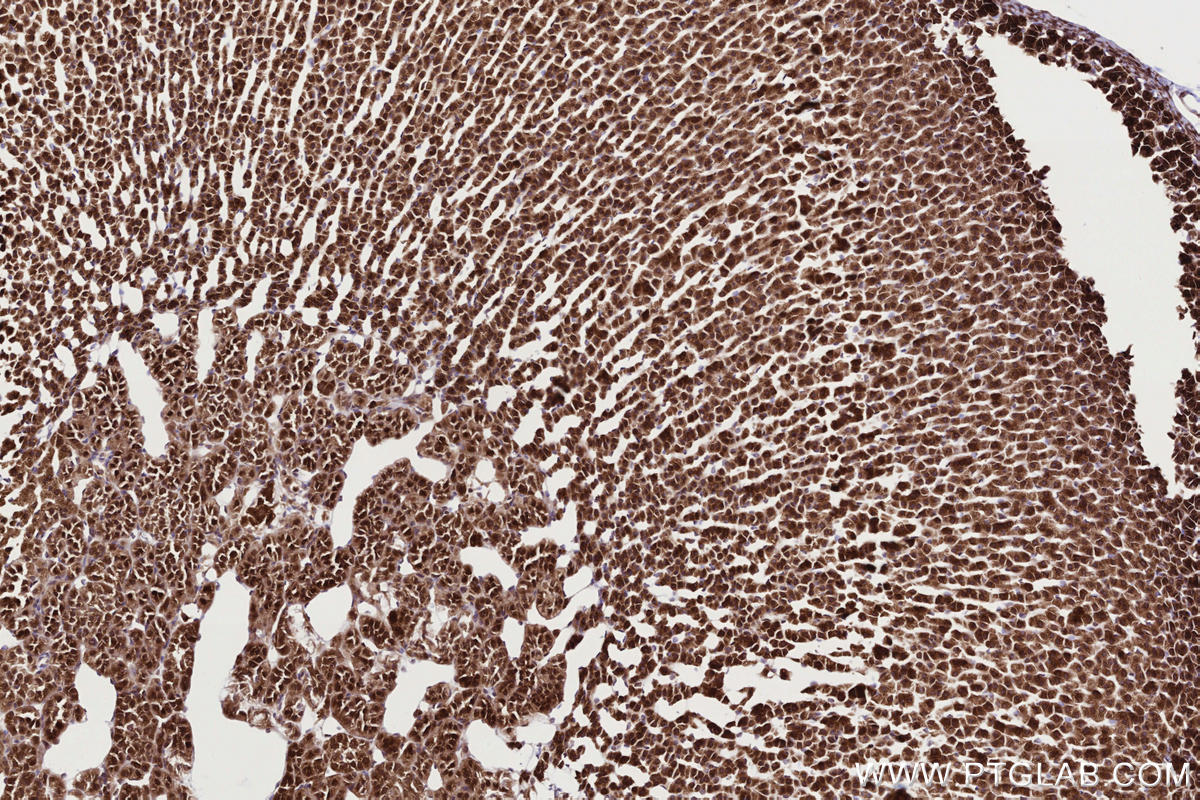 Immunohistochemical analysis of paraffin-embedded rat adrenal gland tissue slide using KHC2730 (RNF139 IHC Kit).