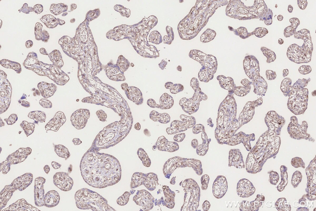 Immunohistochemical analysis of paraffin-embedded human placenta tissue slide using KHC3278 (RNF144B/IBRDC2 IHC Kit).