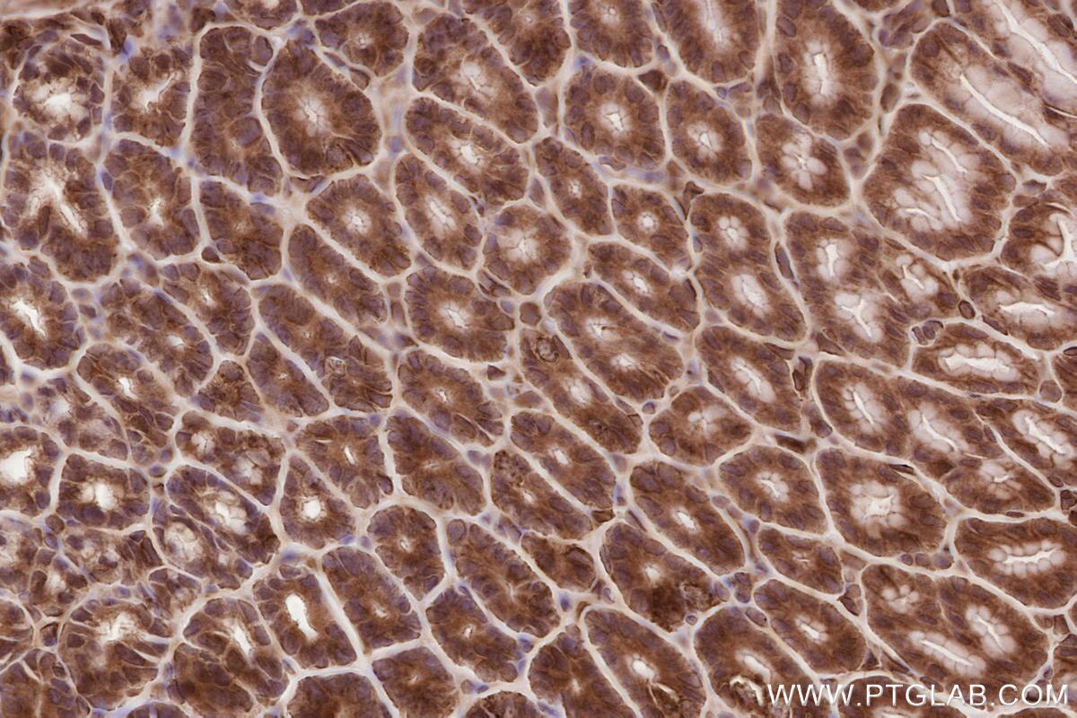 Immunohistochemical analysis of paraffin-embedded mouse stomach tissue slide using KHC2565 (RNF219 IHC Kit).